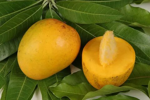 Посадка и выращивание манго из косточки в домашних условиях