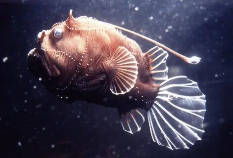A deepsea anglerfish, Bufoceratias wedli - The Australian Mu