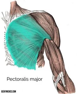 Shoulder Joint Bones, Ligaments, Muscles Geeky Medics