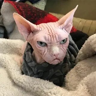 An Oddly Handsome Sphynx Cat Whose Wrinkled Face Makes Him A