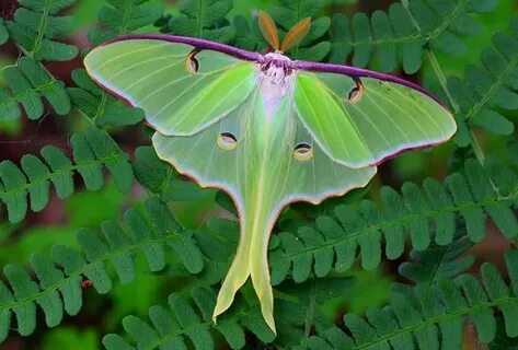 Luna Moths In The Hills Magazine, Caledon, Erin, Dufferin ..