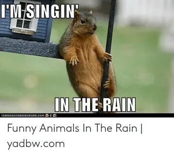 Rainy Day Meme Related Keywords & Suggestions - Rainy Day Me