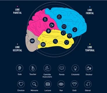Anatomie du cerveau : Comment fonctionne le cerveau humain