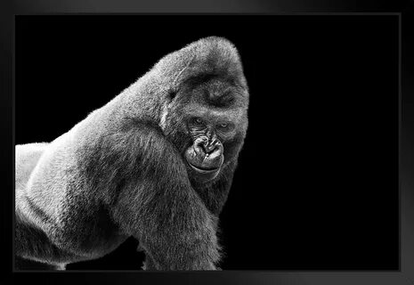 Adult Gorilla Staring Attention brand Portrait Photo of Pict