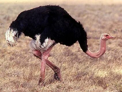 Confessions of an Ostrich