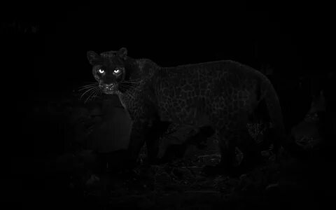 В Африке впервые за 100 лет заметили редкого чёрного леопард