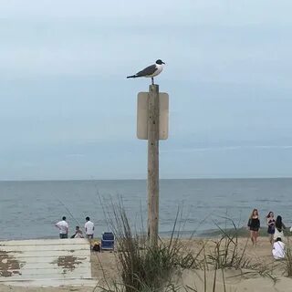 Fotos en Bethany Beach, Delaware - Pueblo en Bethany Beach