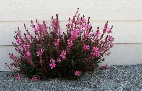 Gaura lindheimeri 'Pink Dwarf' - długokwitnąca - 7325496356 