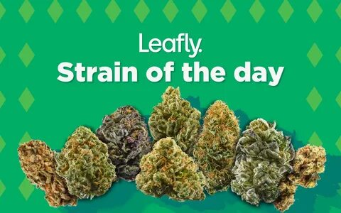 Leafly's cannabis strain of the day for the month of 420 - C