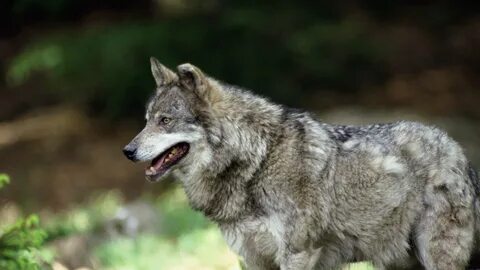 Wallpaper wolf, predator, wool