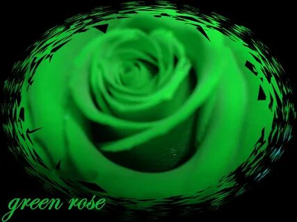 Free download Related Pictures green rose wallpaper 2592x194