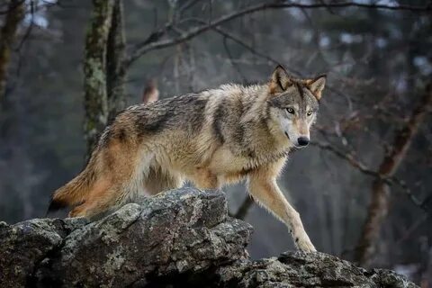 101 Facts About Wolves - North American Nature