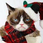 Pin by Brandy Fenner on Grumpy Cat, Lil Bub, and other Pet C