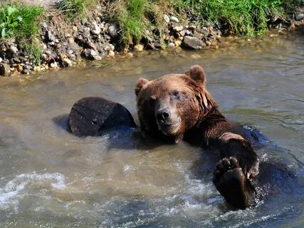 Brown bear bathing in the pond 1080x1920 iPhone 8/7/6/6S Plu