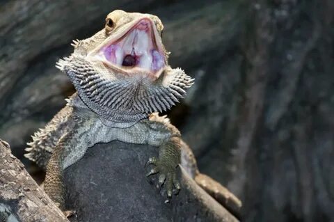 Central bearded dragon (Pogona vitticeps) with its mouth ope