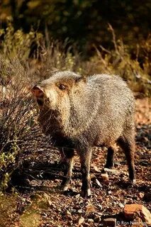 Javelina Photos, Arizona Stock Photos Desert animals, Javeli