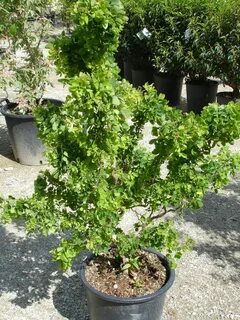 Robinia pseudoacacia 'TWISTY BABY ®' - Havlis.cz