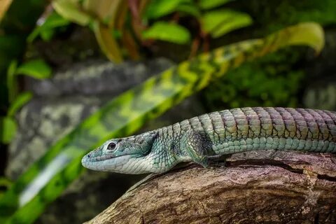 Arboreal alligator lizard - Abronia graminea - ZooChat