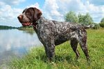German Wirehaired Pointer Dog Breed: Pictures, Colors, Bark,