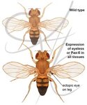 Genetic Mutations of Drosophila melanogaste (fruit fly) Beha