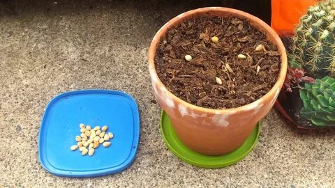 Growing Cherry Trees From Seed