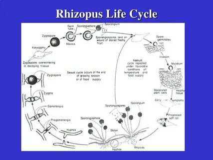 PPT - Deuteromycetes and Lower Fungi PowerPoint Presentation