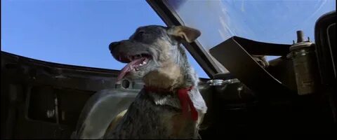 Mad Max 2 Dog. The 101 Greatest Dogs In Film History