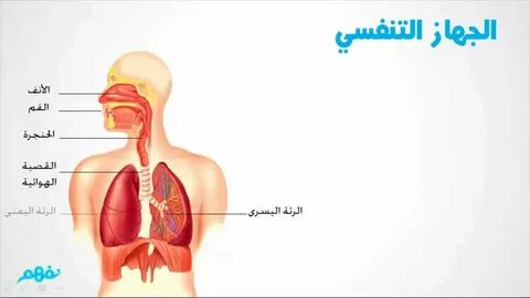 الجهاز التنفسي في الإنسان علوم الصف الرابع الابتدائي ج1 ترم 