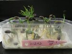 File:Closeup of Seed Germination Test - Photo by USFS Region