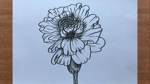 How to Draw a marigold flower - YouTube