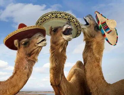 camels - StartPage by Ixquick Picture Search Funny animals w