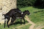 Breeding Donkeys Photograph by Jean-Louis Klein & Marie-Luce