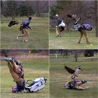 Hilarious 'Goose Attacks Golfer Meme' Makes Unfortunate Teen
