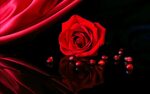 Red Rose Wallpapers (67+ background pictures)