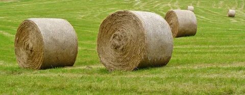 Rolled straw bales on the green field free image download