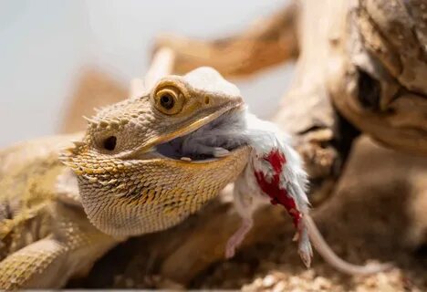 Can Bearded Dragons Eat Mice?