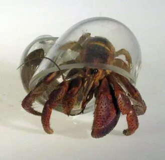 Blown Glass Hermit Crab Shells