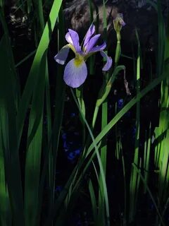 File:Iris virginica - Blue Flag Iris.jpg - Wikimedia Commons