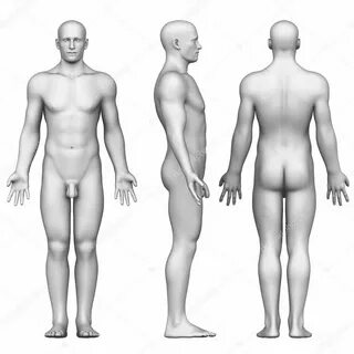 Male figure in anatomical position posterior,front, side vie