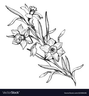 Isolated branch of hand drawn flowers daffodils Vector Image
