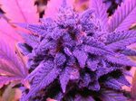 Marijuana weed 420 drugs wallpaper 1600x1200 813357 Wallpape