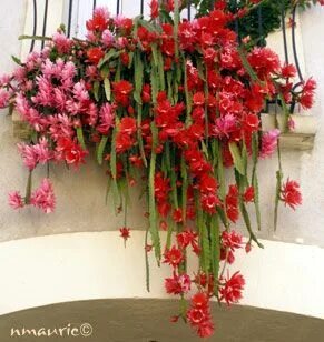 24 Epiphyllum ideas orchid cactus, cactus and succulents, ca