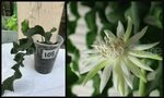 Yard, Garden & Outdoor Living Epiphyllum Guatemalense Monstr