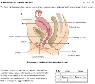 Solved 5. Female human reproductive tract Aa Aa The Chegg.co