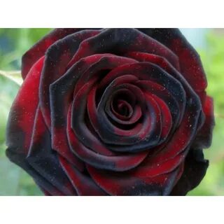 Лучшие сорта черных роз
