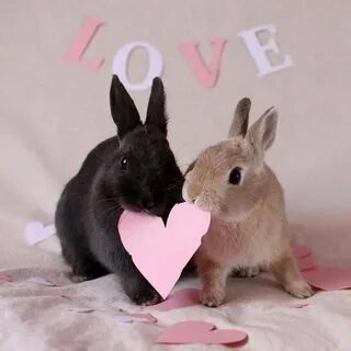 Bunny Love 3 Cute baby bunnies, Cute animals, Pet bunny
