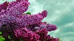 Download wallpaper 1366x768 lilacs, twigs, flower, sky, spri