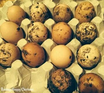 Hatching chicken eggs for sale: where to find the best!