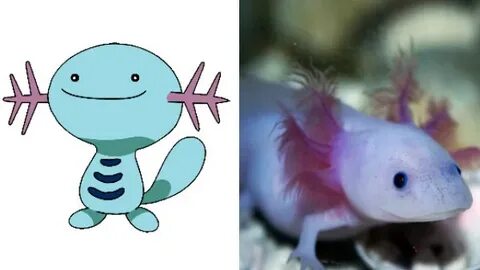 √ ダ ウ ン ロ-ド axolotl pokemon evolution 159886-Axolotl pokemon