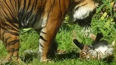 Tiger cub playing - GIF on Imgur